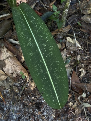 Hippeastrum reticulatum