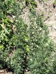 Asparagus suaveolens