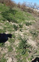 Asparagus suaveolens