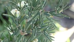 Asparagus suaveolens