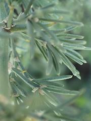 Asparagus suaveolens