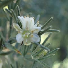 Asparagus suaveolens