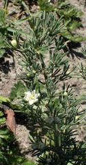 Asparagus suaveolens