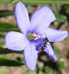Aristea pusilla