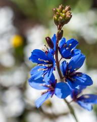 Heliophila acuminata