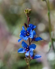 Heliophila acuminata
