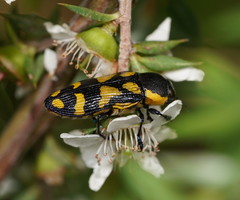Castiarina octospilota