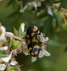 Castiarina octospilota