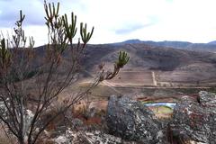 Aspalathus sceptrum-aureum