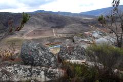 Aspalathus sceptrum-aureum