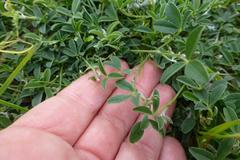 Crotalaria excisa excisa