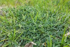 Crotalaria excisa excisa
