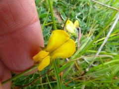 Crotalaria excisa excisa