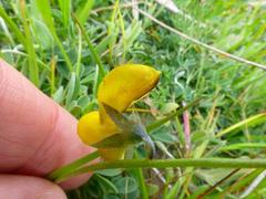 Crotalaria excisa excisa