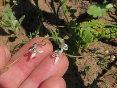 Cyphia digitata digitata