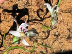 Cyphia digitata digitata