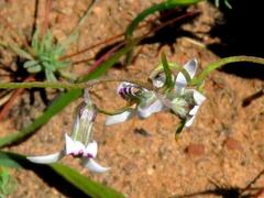 Cyphia digitata digitata