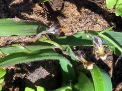 Cyphia digitata digitata