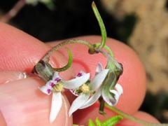 Cyphia digitata digitata