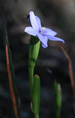 Aristea ensifolia