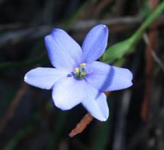 Aristea ensifolia