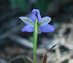 Aristea ensifolia