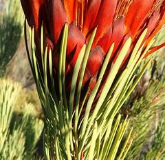 Protea aristata