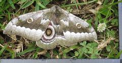 Gonimbrasia zambesina
