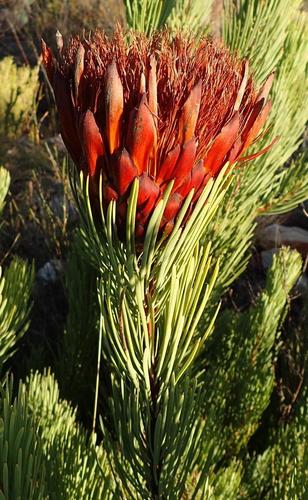 Image of Protea aristata by (c) Nicola van Berkel, some rights reserved (CC BY-SA)