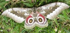 Gonimbrasia zambesina