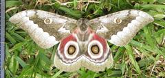 Gonimbrasia zambesina