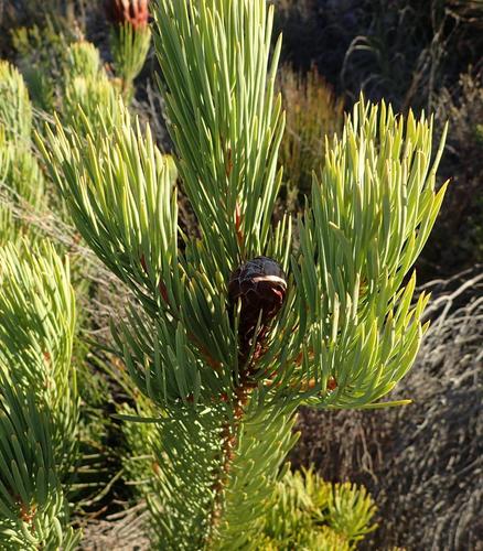 Image of Protea aristata by (c) Nicola van Berkel, some rights reserved (CC BY-SA)