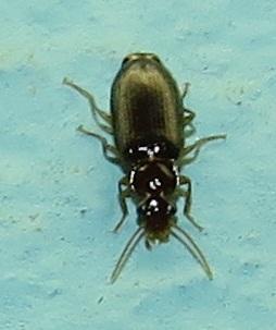 Genus Klepterus · iNaturalist