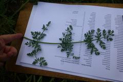 Capnophyllum africanum