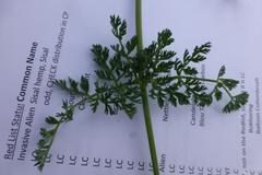 Capnophyllum africanum