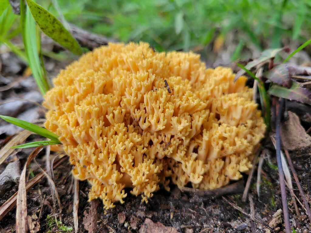 Coral Fungi From Grand Junction Michigan On August 16, 2023 By Anthony 