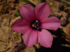 Moraea versicolor