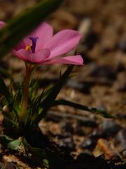 Moraea versicolor