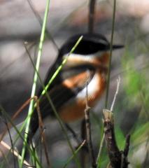 Batis capensis capensis
