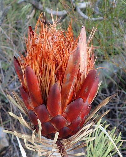 Image of Protea aristata by (c) Nicola van Berkel, some rights reserved (CC BY-SA)