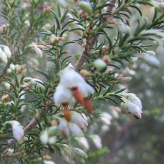 Erica penicilliformis