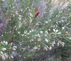 Erica penicilliformis