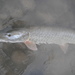 Muskellunge - Photo (c) birdnfish, some rights reserved (CC BY-NC)