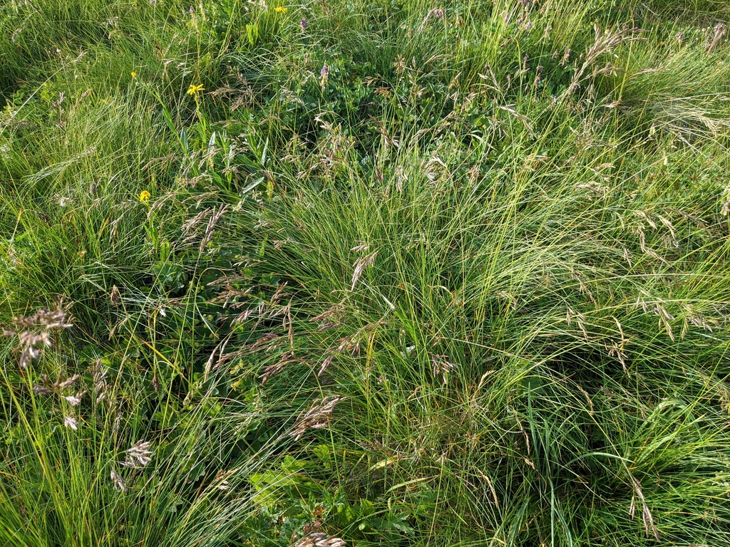 Festuca varia; photograph (c) Yuri Sofronov, some rights reserved (CC BY)
