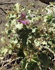 Solanum tomentosum tomentosum