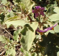Solanum tomentosum tomentosum