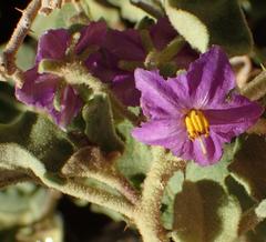 Solanum tomentosum tomentosum