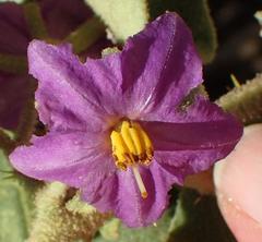Solanum tomentosum tomentosum