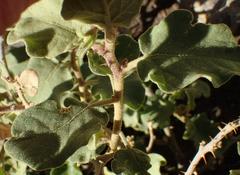 Solanum tomentosum tomentosum
