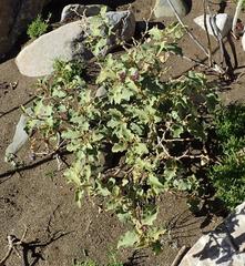 Solanum tomentosum tomentosum